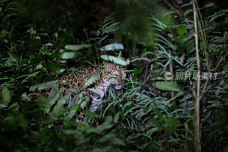 动物:成年雌豹(Panthera pardus)。